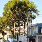 Araucária