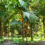 Areca-dourada