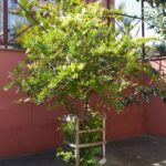 Cabeludinha