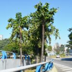 Cariota-de-espinho