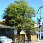 Cereja-do-rio-grande