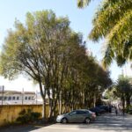 Cereja-smithii