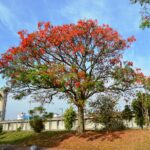 Corticeira-da-serra