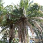 Dendezeiro