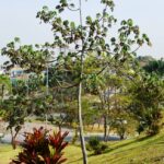Embaúba