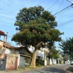 Espatódea