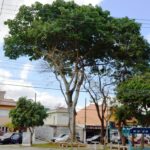 Figueira-branca