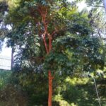 Goiabão