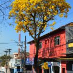 Ipê-amarelo