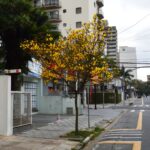 Ipê-amarelo-cascudo
