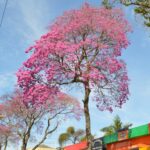 Ipê-roxo