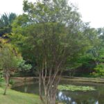 Jaboticabeira