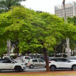 Jacarandá-da-bahia