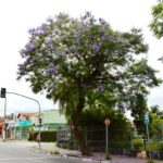 Jacarandá-mimoso
