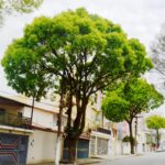 Jequitibá
