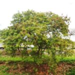 Leucena