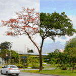 Mulungu