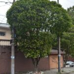Oiti