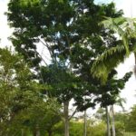 Pacová-de-macaco