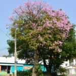 Paineira-rosa