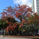 Paineira-vermelha-da-índia