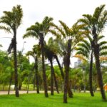 Palmeira-de-leque-do-himalaia