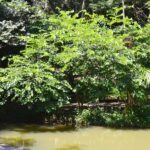 Pata-de-vaca nativa