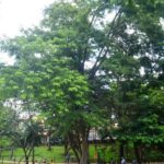 Pau-jacaré
