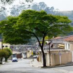 Sibipiruna