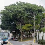 Tamboril